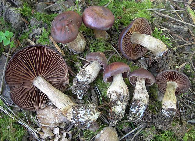 Cortinarius spec. Cod.:2899-07